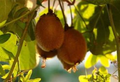 Салаты с киви