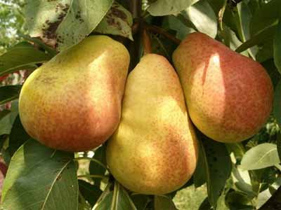 Салаты с грушей — сладость и гармония