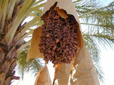 Салаты с финиками