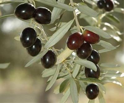 Салаты с маслинами