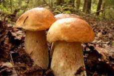 Салаты с грибами