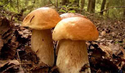 Салаты с грибами
