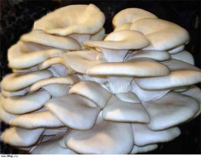 Салаты с вешенками