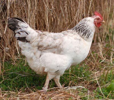 Салаты с грудкой копченой