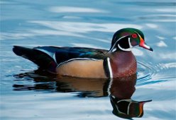 Салаты из утки