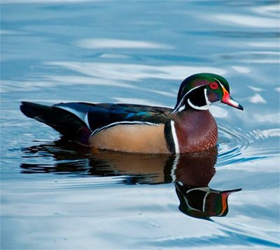 Салаты из утки