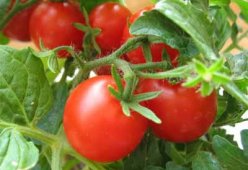 Салаты с помидорами