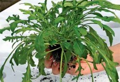 Салаты с рукколой