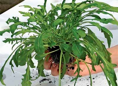 Салаты с рукколой