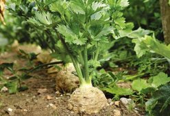 Салаты из сельдерея