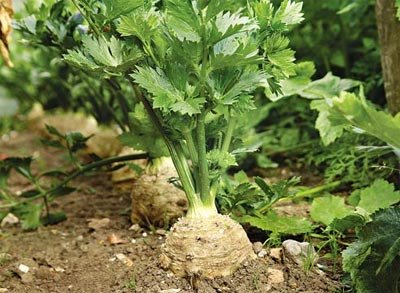 Салаты из сельдерея