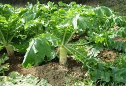 Салаты из дайкона