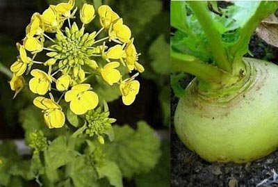 Салаты из репы