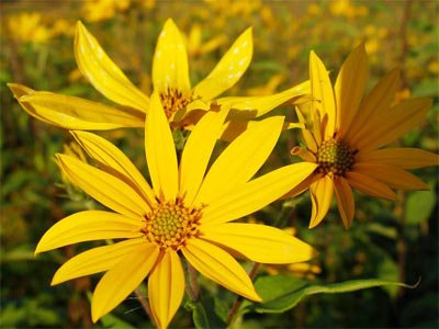 Салаты из топинамбура