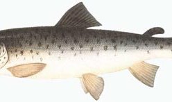 Салаты с форелью