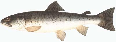 Салаты с форелью