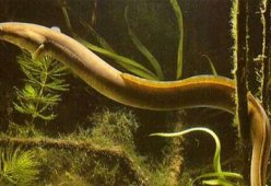 Салаты с угрем