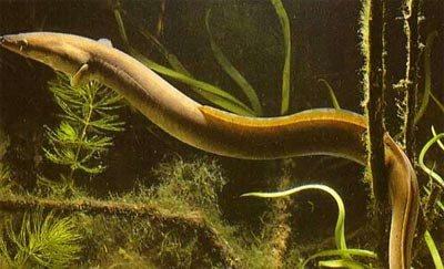 Салаты с угрем