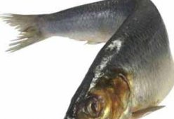 Салаты с селедкой