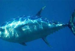 Салаты с тунцом