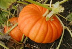 Салаты из тыквы