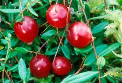 Салаты с клюквой