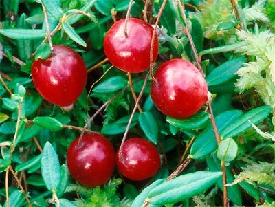 Салаты с клюквой