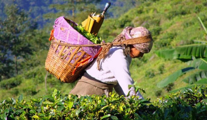 Индийский чай