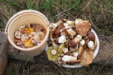 Выбираем грибы: парниковые или лесные?