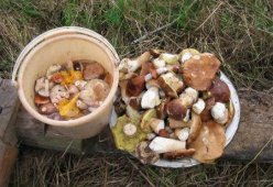 Выбираем грибы: парниковые или лесные?