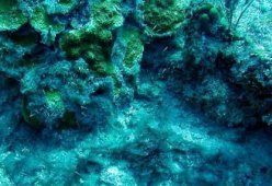 Водоросли сине-зеленые