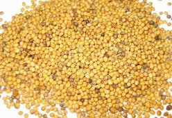 Горчица зернистая