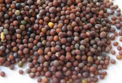 Горчица коричневая