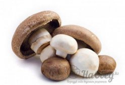 Грибы портобелло