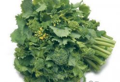 Брокколи рааб