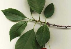 Листья вишни