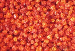 Смородина сушеная