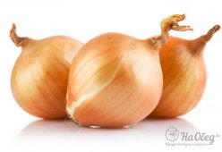 Лук репчатый