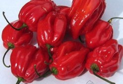 Перец хабанеро