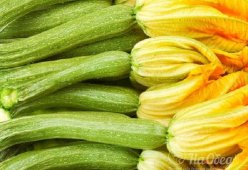 Цветки цуккини