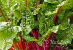 Красный мангольд