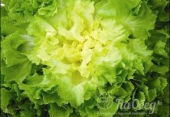 Салат «Эскариоль»