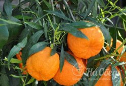 Севильские апельсины