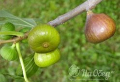 Инжир зеленый