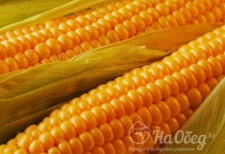 Початки кукурузы