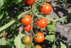 Помидоры виноградные