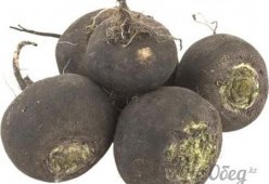 Редька черная