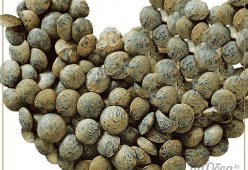 Чечевица пюи