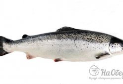 Семга норвежская